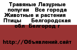 Травяные Лазурные попугаи - Все города Животные и растения » Птицы   . Белгородская обл.,Белгород г.